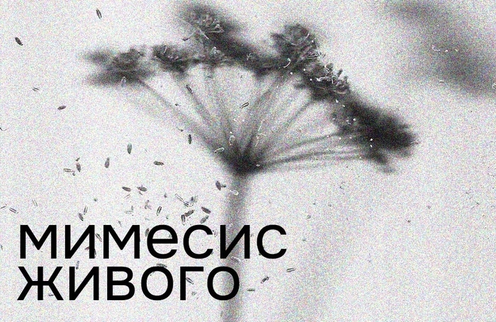 Выставка «Мимесис живого»: где проходит граница между живым и неживым?