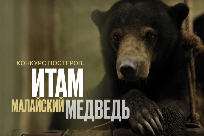 Второй шанс: конкурс постеров к фильму «Итам: История малайского медведя»