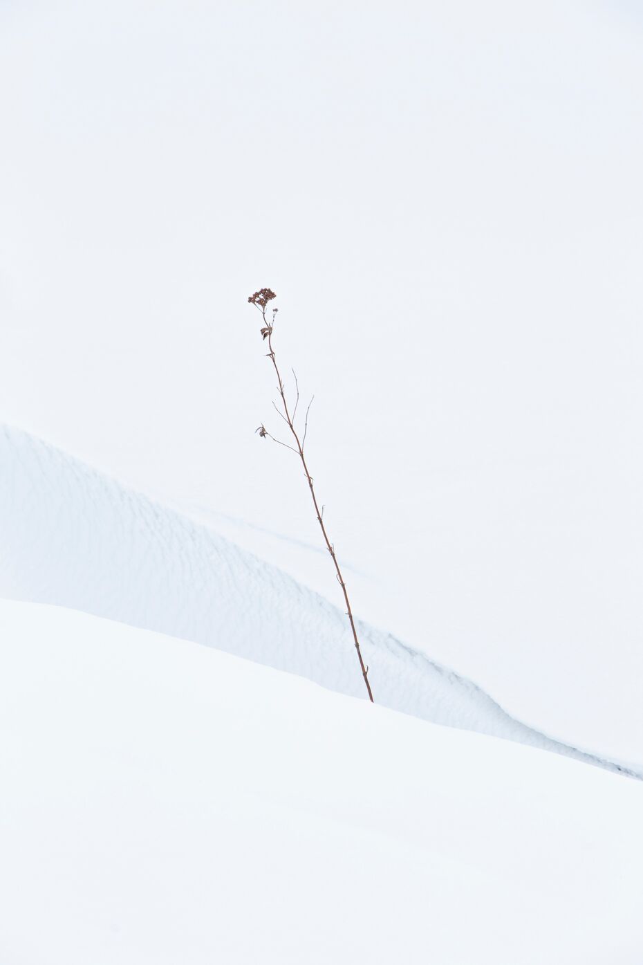 Лилия Шарипова