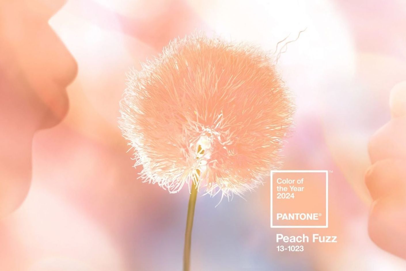 Фото: pantone.com