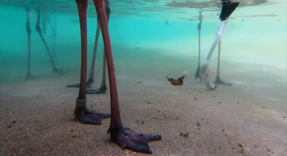 Фламинго (реж. Зейнаб Хасан Кадем Али Хасан), 2023