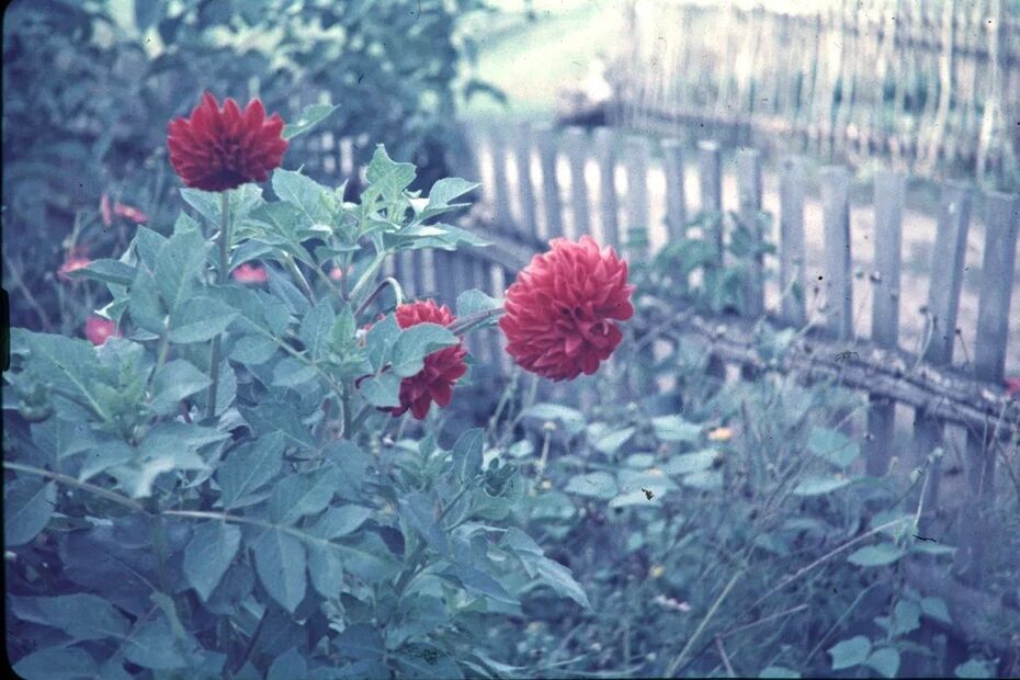Ил. 3. Диапозитив (отсканированное изображение). 1960–1980-е. Коллекция проекта «Сквозь», Санкт-Петербург